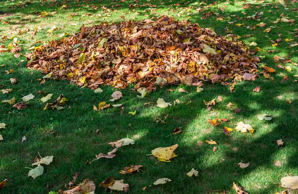 leaves in a pile