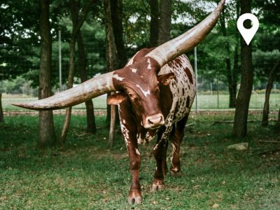 Cedar Springs michigan